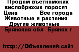 Продам въетнамских вислобрюхих поросят › Цена ­ 2 500 - Все города Животные и растения » Другие животные   . Брянская обл.,Брянск г.